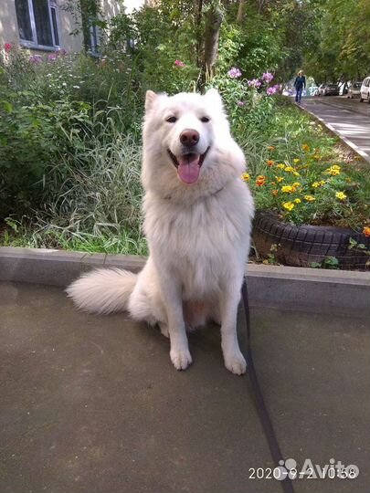 Передержка собак Москва