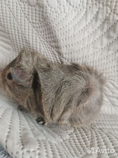 Морская свинка