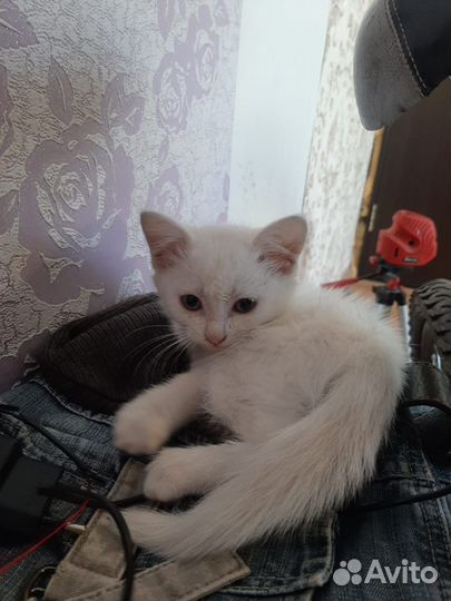 Маленькие котята 3 недели