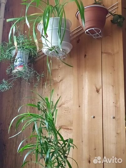 Растение висячее