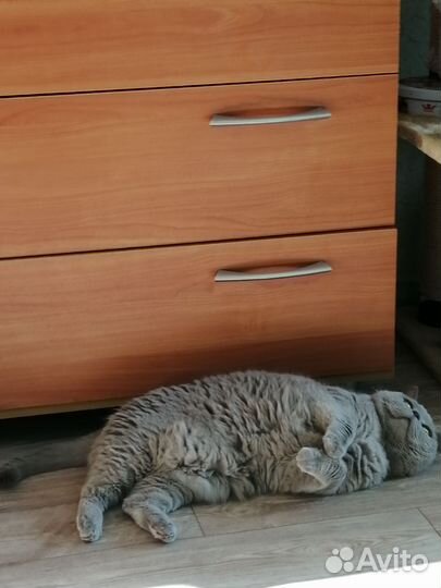 Кошка в дар бесплатно
