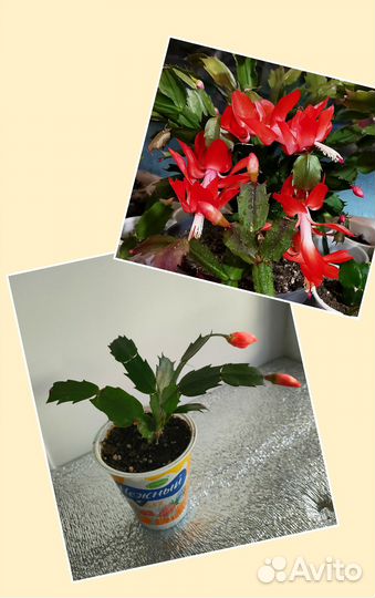 Декабристы с бутонами