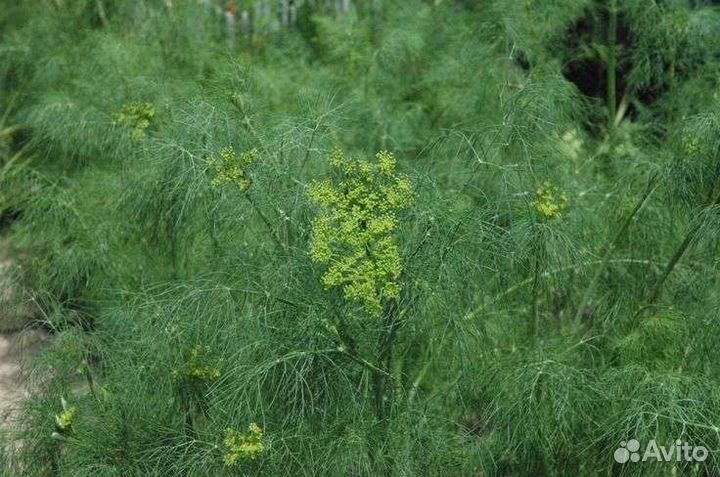 Укроп горчица микс сибирские