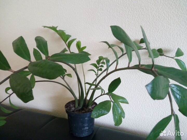 Замиокулькас