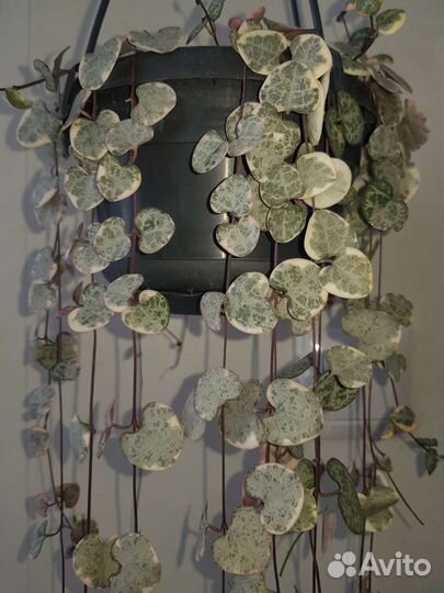 Церопегия вуду вариегатная