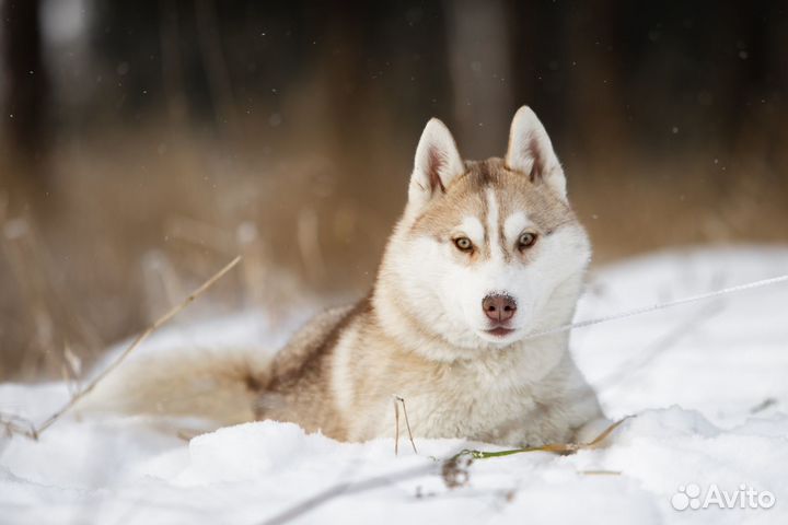 Шикарная девочка хаски