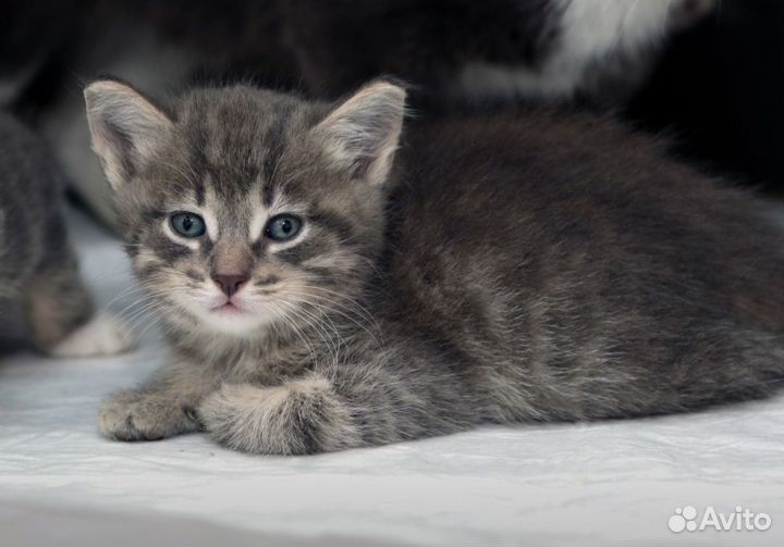 Очень добрый котенок 2 месяца