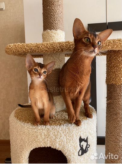 Яркий Абиссинский котик