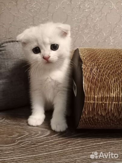 Шотландские вислоухие котята