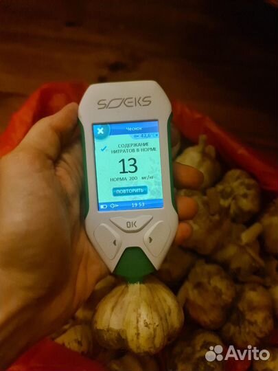 Слоновий чеснок - элита и супер элита