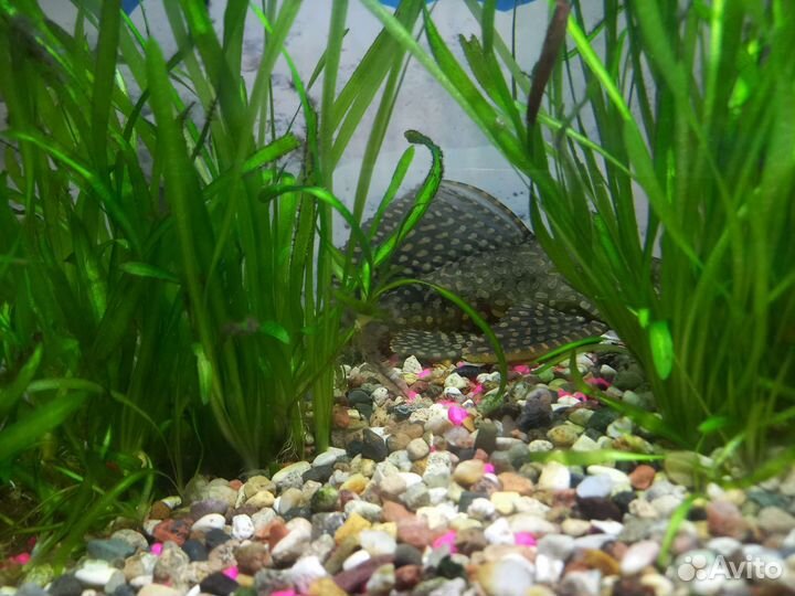 Аквариумные рыбки