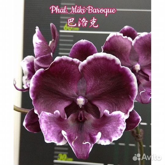 Орхидея Мики Барокко биг лип