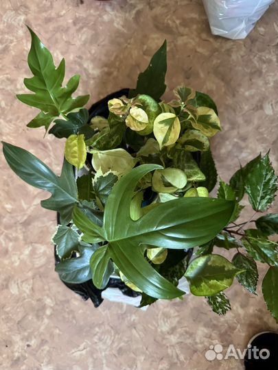 Бугенвиллия вариегатная