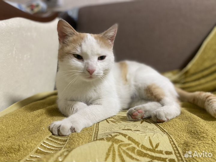 Кошка в добрые руки