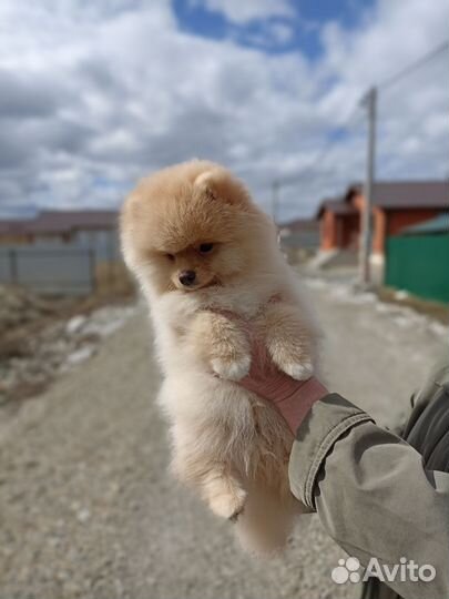 Щенки шпица, РКФ