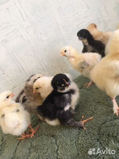 Гусята,индюшата,цыплята