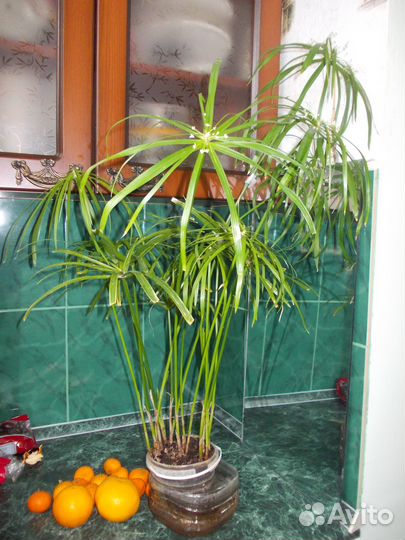 Продаю Циперус