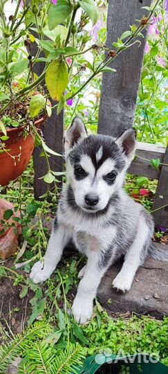 Сибирский хаски