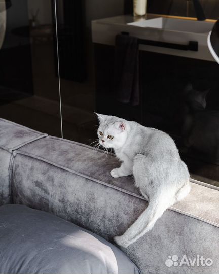 Шотландский кот