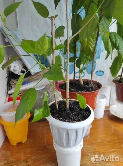 Роза гибискус, комнатные цветы