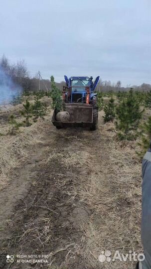 Кедр сибирский