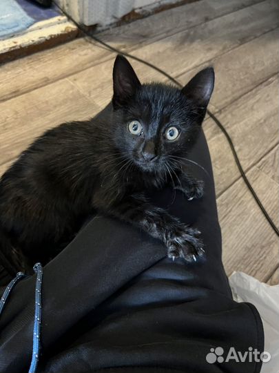 Котенок мальчик бесплатно