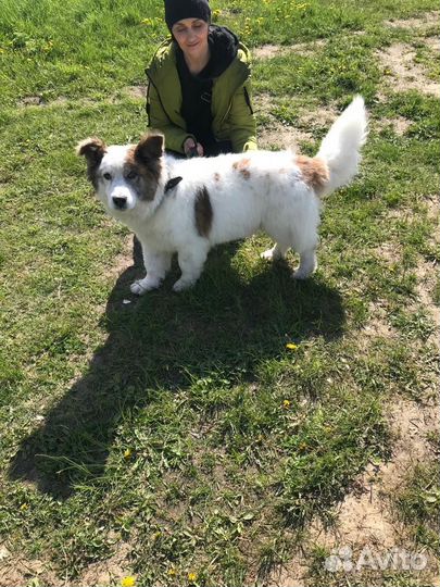 Собака в добрые руки