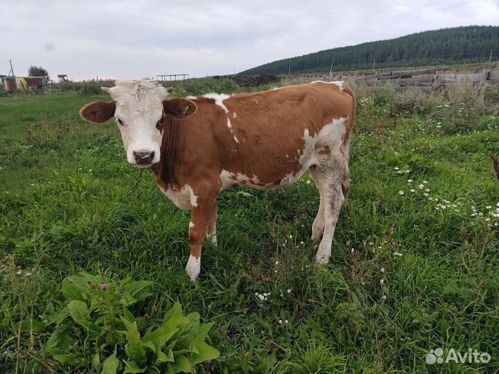 Теленок (Телка)