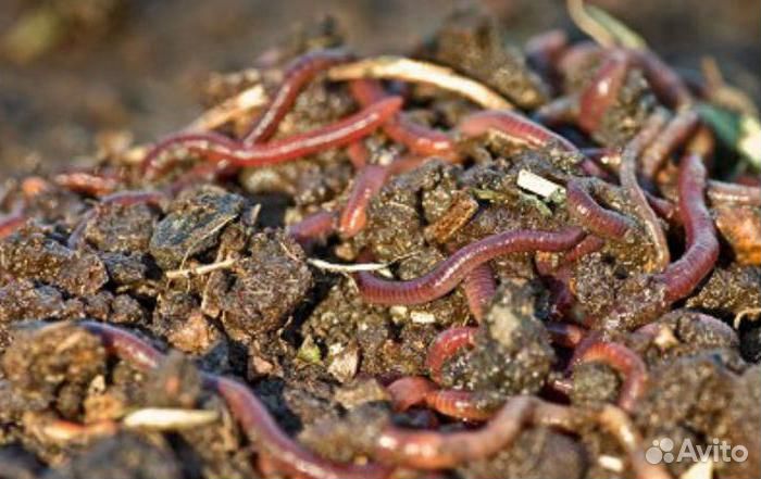 Черви для рыбалки