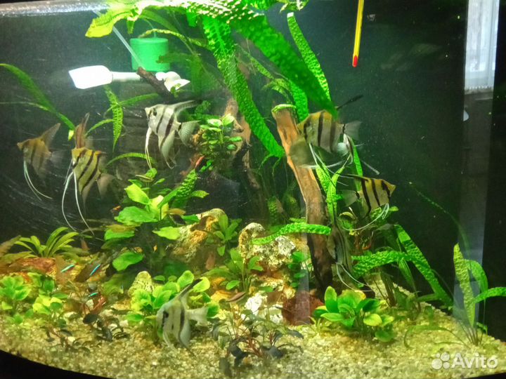 Аквариум