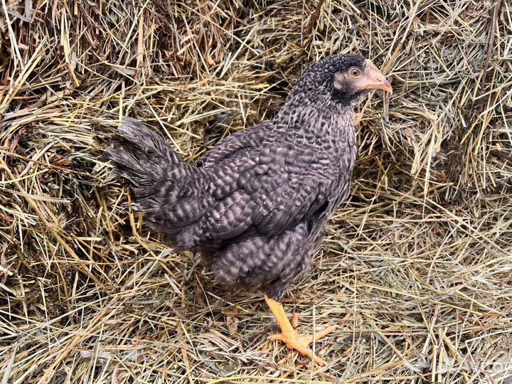 Куры молодки