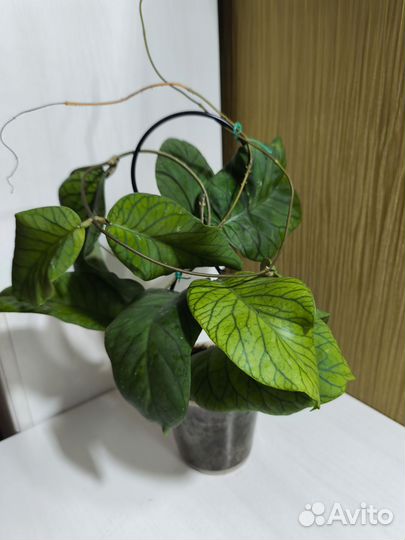 Хоя meredithii green