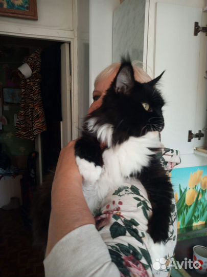 Кошка
