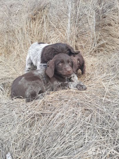 Щенки дратхаара