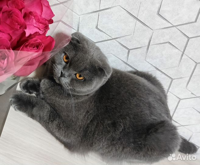 Вязка Шотландская вислоухая кошка