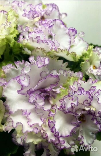 Сортовые фиалки(сенполии)