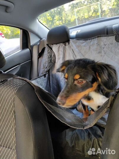 Зоотакси. Перевозка животных