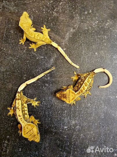 Лучшая первая ящерица