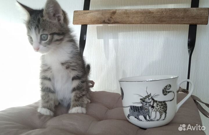 Котята-Сентябрята Маргоша и Тимоша