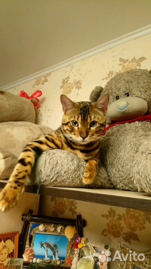 Бенгальский кот вязка
