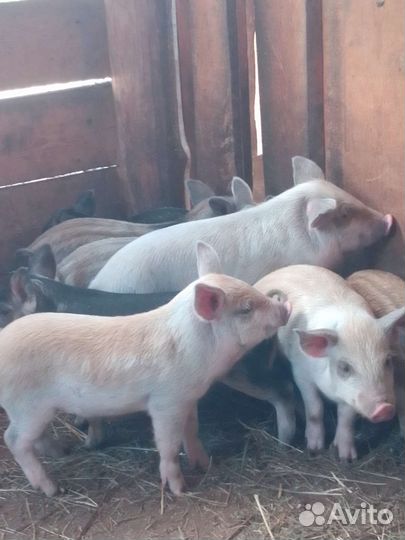 Поросята Мангалица