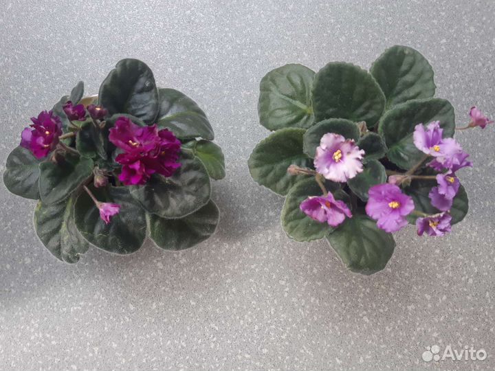 Фиалка в горшках