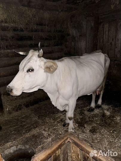 Корова дойная