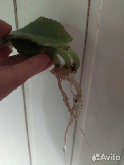 Лист белой фиалки (с корнями)