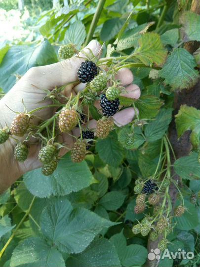 Ежевика, саженцы. Ремонтантная