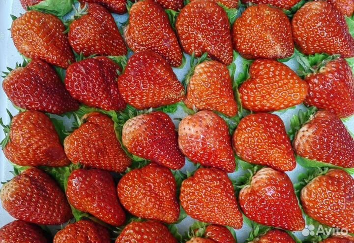 Клубника свежая кнр