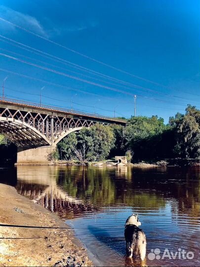 Зоогостиница для животных, передержка питомцев