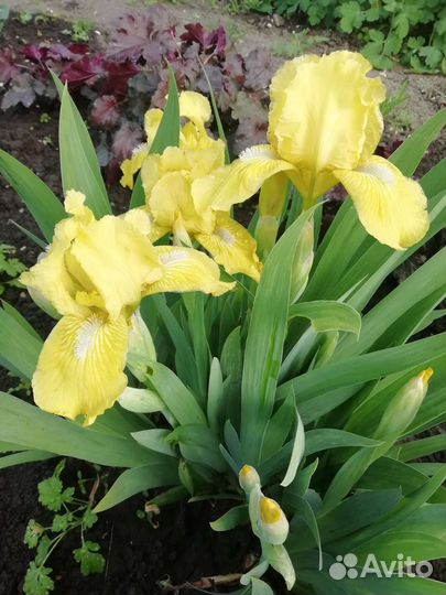 Многолетники ирисы, примулы