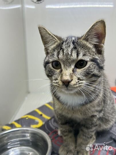 Котик в добрые руки