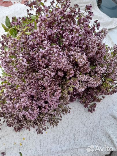 Душица,донник,зверобои,чебрец